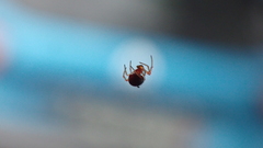 Ruborridion musivum