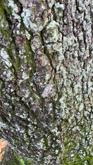Dasychira meridionalis