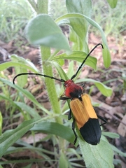 Purpuricenus laetus