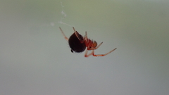 Ruborridion musivum
