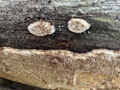 Neoantrodia serialis