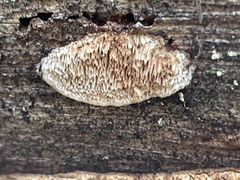 Neoantrodia serialis