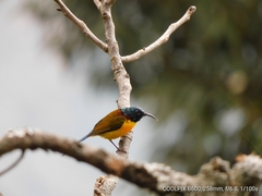 Aethopyga nipalensis