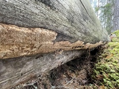 Neoantrodia serialis