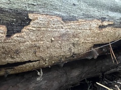 Neoantrodia serialis