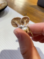 Tricholoma album