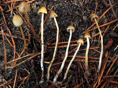 Psilocybe pelliculosa