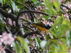 Aethopyga nipalensis