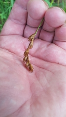 Carex bebbii