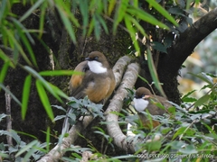 Pterorhinus albogularis