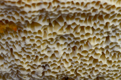 Pseudospongipellis unicolor