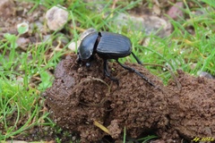 Scarabaeus laticollis