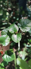 Geophila repens