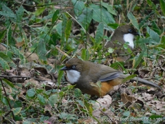 Pterorhinus albogularis
