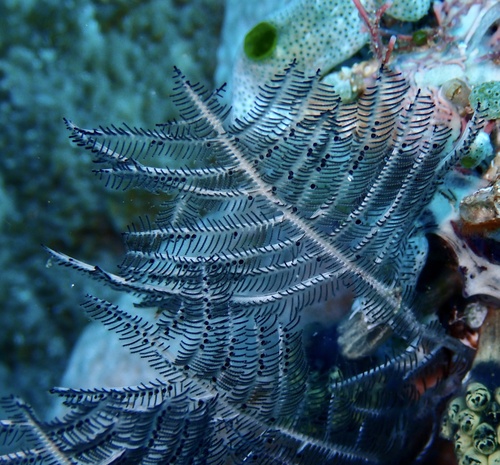 Macrorhynchia phoenicea