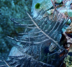 Macrorhynchia phoenicea