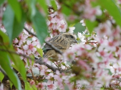 Carpodacus rodopeplus