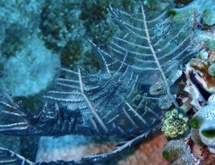 Macrorhynchia phoenicea