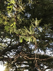 Vachellia robusta