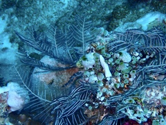 Macrorhynchia phoenicea