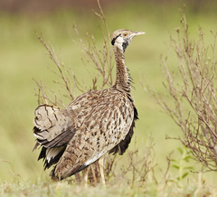 Lissotis melanogaster