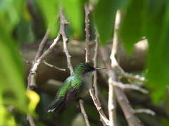 Orthorhyncus cristatus