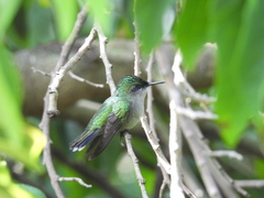 Orthorhyncus cristatus