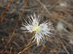 Dianthus broteri