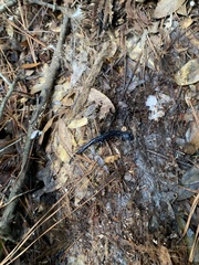 Plethodon ocmulgee