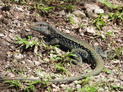 Pholidoscelis fuscatus