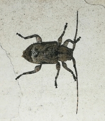Leptostylus albicinctus