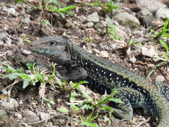 Pholidoscelis fuscatus