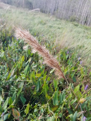 Image of Sugarcane Plumegrass (Erianthus giganteus) by (c) Guy Babineau, some rights reserved (CC BY)