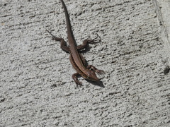 Pholidoscelis fuscatus