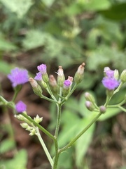 Cyanthillium cinereum