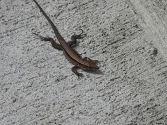 Pholidoscelis fuscatus