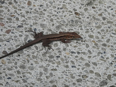 Pholidoscelis fuscatus