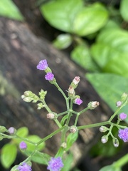 Cyanthillium cinereum