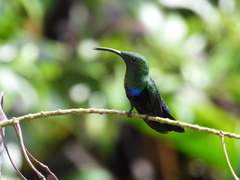 Eulampis holosericeus