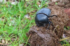 Scarabaeus laticollis