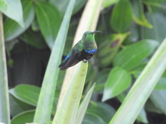 Eulampis holosericeus