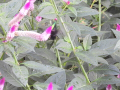 Orthorhyncus cristatus