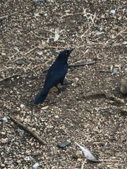 Quiscalus niger