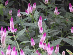 Orthorhyncus cristatus