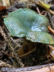 Lactarius aurantiosordidus