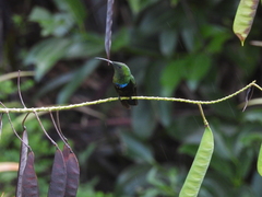 Eulampis holosericeus