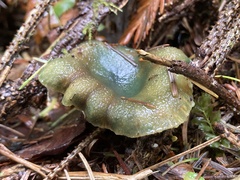 Lactarius aurantiosordidus