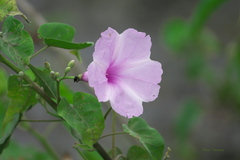 Ipomoea carnea