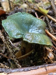 Lactarius aurantiosordidus