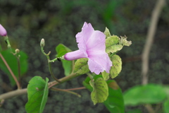 Ipomoea carnea
